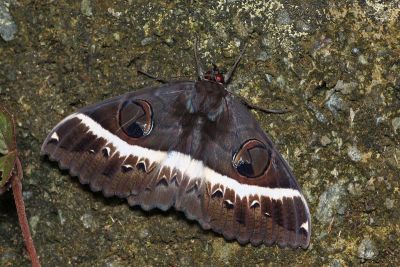 目裳蛾 Erebus crepuscularis 雌蟲