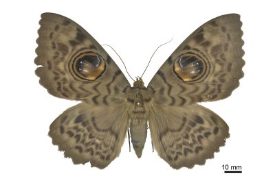 巨目裳蛾 Erebus macrops 雌蟲