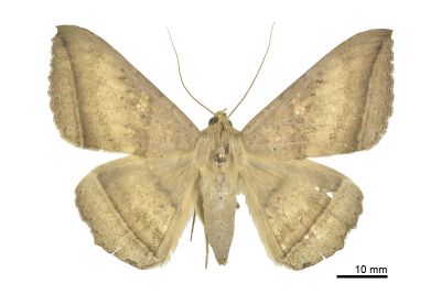 木裳蛾 Hulodes caranea 雌蟲