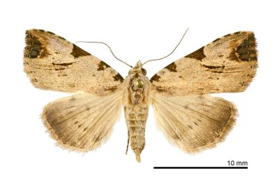 前緣斑鷗裳蛾 Oglasa costimacula 雌蟲