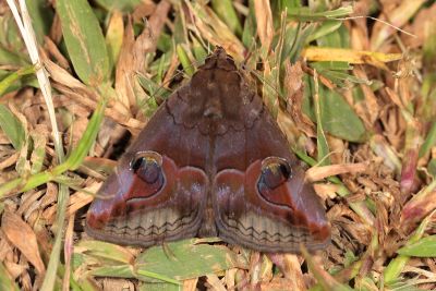 瞳裳蛾 Ommatophora luminosa 雄蟲
