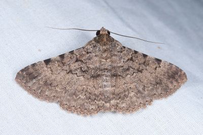 曲線紛裳蛾 Polydesma boarmoides 雄蟲