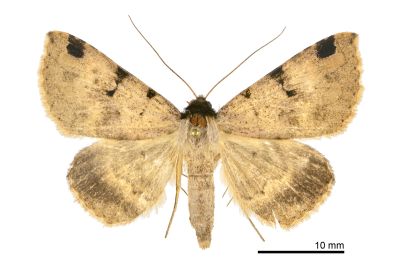 前緣斑裳蛾 Rema costimacula 雌蟲