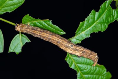 枯肖毛翅裳蛾 Thyas coronata