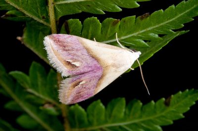 涓獵裳蛾 Eublemma cochylioides 雄蟲