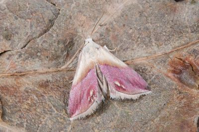 涓獵裳蛾 Eublemma cochylioides 雄蟲