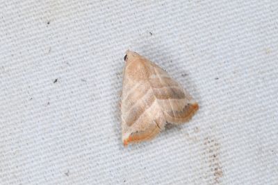 箱獵裳蛾 Eublemma baccalix 雄蟲