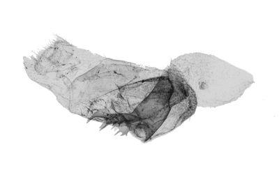 中櫛裳蛾 Adrapsa mediana 雌蟲