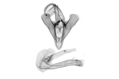 鋸帶櫛裳蛾 Adrapsa quadrilinealis 雄蟲