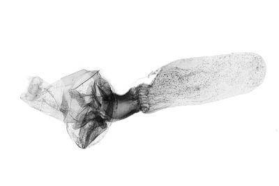 簡櫛裳蛾 Adrapsa simplex 雌蟲