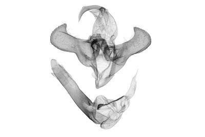 簡櫛裳蛾 Adrapsa simplex 雄蟲