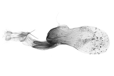 網紋擬櫛裳蛾 Adrapsoides reticulatis 雌蟲