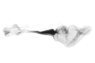 中折帶擬胸鬚裳蛾 Bertula centralis 雌蟲