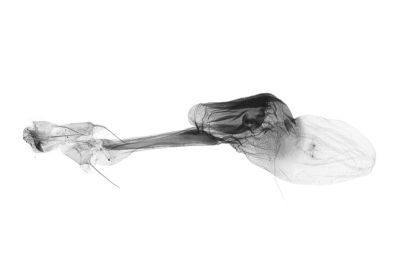 黃寬帶擬胸鬚裳蛾 Bertula mediochracea 雌蟲