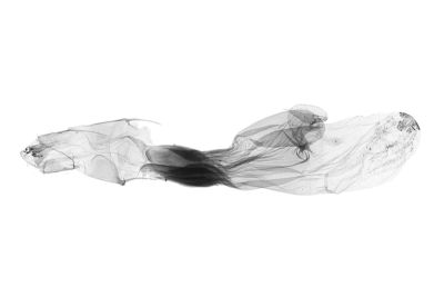 Bertula hadenalis persimilis 雌蟲