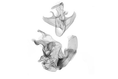 Bertula hadenalis persimilis 雄蟲