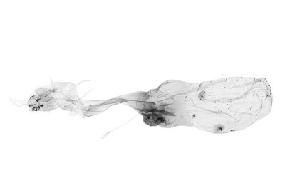 肘帶擬胸鬚裳蛾 Bertula terminalis 雌蟲