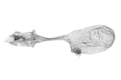 脈擬胸鬚裳蛾 Bertula venata 雌蟲