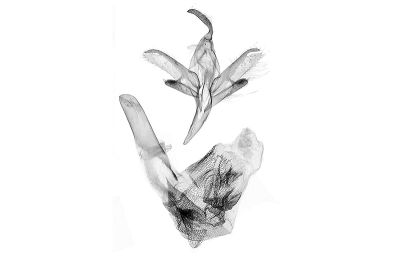 泰雅胸鬚裳蛾 Cidariplura atayal 雄蟲