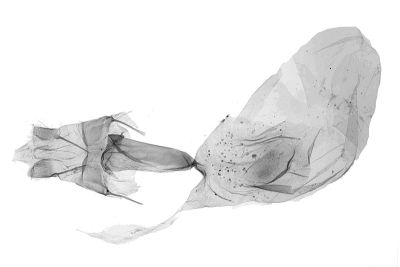 白腎鬚裳蛾 Edessena gentiusalis 雌蟲
