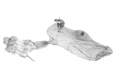 大斜線紫衫裳蛾 Hadennia macrobliqua 雌蟲