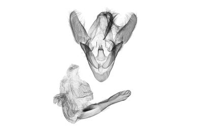 大斜線紫衫裳蛾 Hadennia macrobliqua 雄蟲