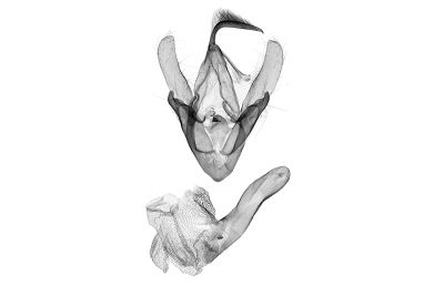 亞異紫衫裳蛾 Hadennia subincongruens 雄蟲
