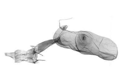 Hadennia taigigasa 雌蟲