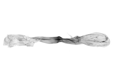 角簞鬚裳蛾 Herminia grisealis 雌蟲