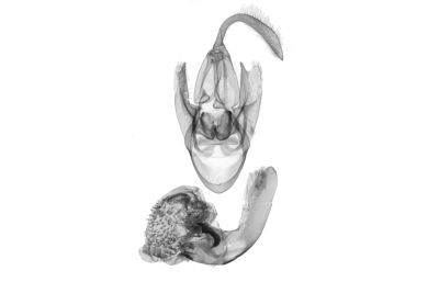 角簞鬚裳蛾 Herminia grisealis 雄蟲