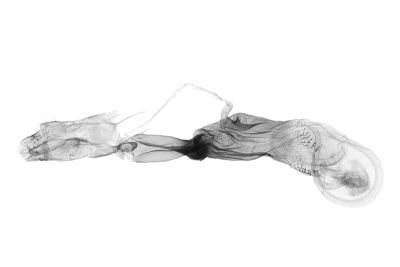 Herminia vermiculata 雄蟲