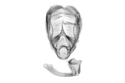雙弧瓢鬚裳蛾 Hipoepa biasalis 雄蟲