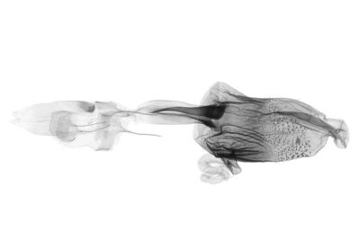 中瓢鬚裳蛾 Hipoepa fractalis 雌蟲