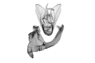 中瓢鬚裳蛾 Hipoepa fractalis 雄蟲