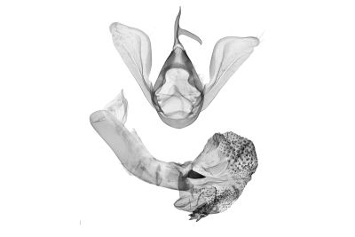中瓢鬚裳蛾 Hipoepa fractalis 雄蟲