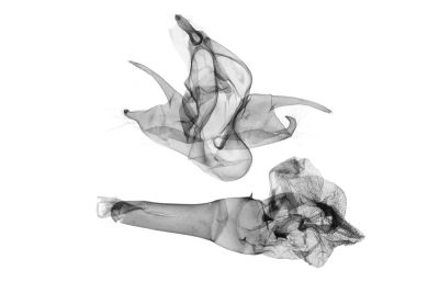 棕暈亥鬚裳蛾 Hydrillodes fusca 雄蟲