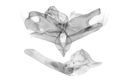 曲斑亥鬚裳蛾 Hydrillodes gravatalis 雄蟲