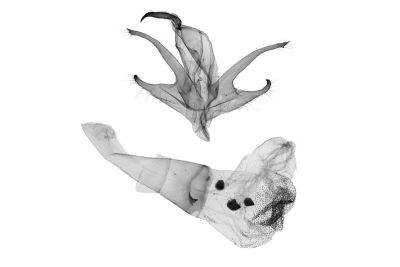黃斑亥鬚裳蛾 Hydrillodes flavimacula 雄蟲