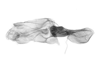 Lysimelia lucidoides 雌蟲