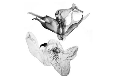 角紋浪鬚裳蛾 Mesoplectra angulina 雄蟲