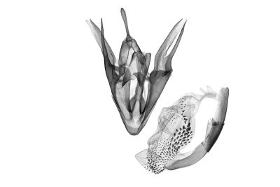 Mesoplectra hampsoni 雄蟲