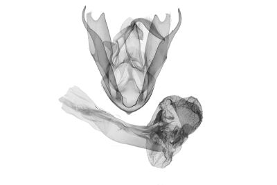 賽德克浪鬚裳蛾 Mesoplectra seediq 雄蟲
