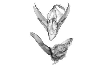 棕毛鬚裳蛾 Mosopia parasordidum 雄蟲