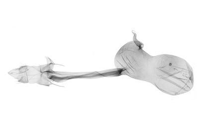 黑斑毛鬚裳蛾 Mosopia punctilinea 雌蟲