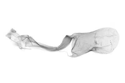 灰褐毛鬚裳蛾 Mosopia renipunctum 雌蟲