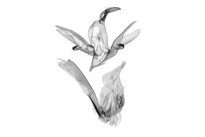灰褐毛鬚裳蛾 Mosopia renipunctum 雄蟲