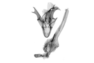 小黯竇鬚裳蛾 Nodaria externalis 雄蟲