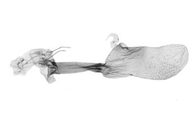 大黯竇鬚裳蛾 Nodaria tristis 雌蟲