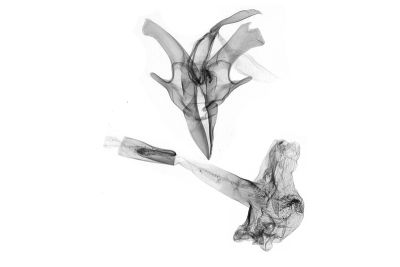 大黯竇鬚裳蛾 Nodaria tristis 雄蟲
