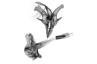 大黯竇鬚裳蛾 Nodaria tristis 雄蟲